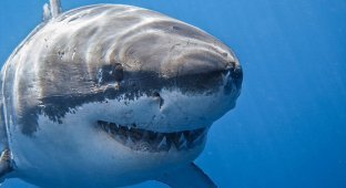 Why you shouldn’t swim away from a shark (3 photos + 1 video)