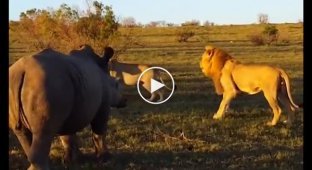Носорог застал врасплох, уединившихся львов в африканском заповеднике