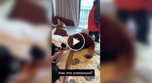У Китаї червоних панд використовували як будильник в готелі