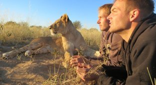 Как я жил со львами в Ботсване (17 фото)