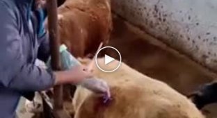 Relieve blood pressure in a cow