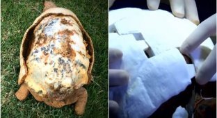 Doctors printed a new turtle shell on a 3D printer (6 photos + 1 video)