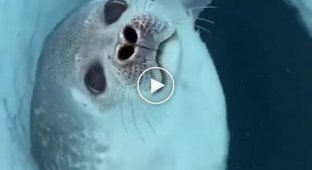 Как работает нос в воде и над водой
