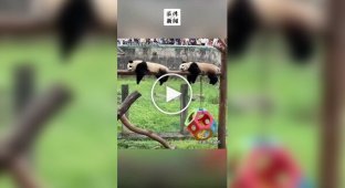Панды веселят посетителей своей синхронностью