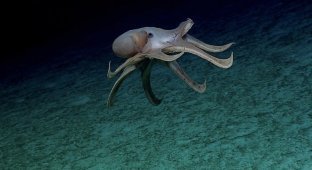 Who lives at the bottom of the Pacific Ocean: pictures taken by a deep-sea vehicle (15 photos)