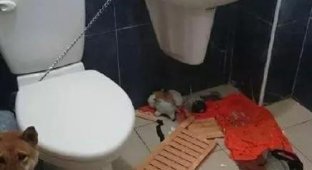 Собака, запертая в туалете (3 фото)