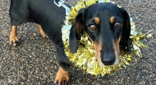 Hundreds of Dachshunds on a Walk (9 photos)