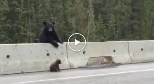 Мама медведь, спасает детеныша