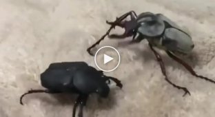 Битва жуков, ставшая хитом в сети