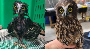 Why is an owl the only bird that can get wet? (6 photos)