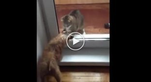 Битва кота и собаки через стекло