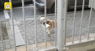 В Китае верная собака три года ждет умершего хозяина возле больницы