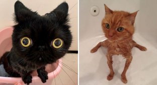 Photos of washed cats, whose owners were probably very scratched (17 photos)