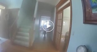 A well-behaved dog