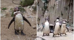 Как дети малые: пингвины и машина для мыльных пузырей (7 фото + 1 видео)