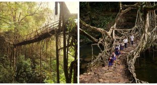 Amazing living and almost eternal bridges in India (8 photos)