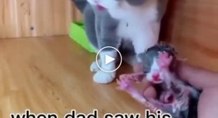 Congratulations, you have a boy: a cat's reaction to his baby