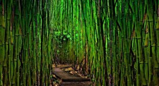 Бамбуковые рощи (27 фото)
