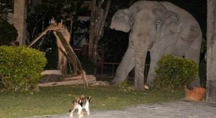 Домашний кот прогнал огромного слона из своего сада (4 фото)