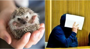 In Germany, the court sentenced the serial killer of hedgehogs to three years in prison (3 photos)