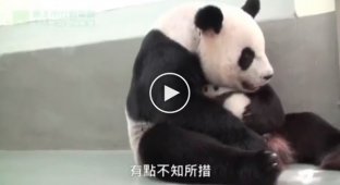 Мама-панда первый раз видит своего малыша