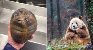 10 photographs of wildlife that will surprise anyone (11 photos)