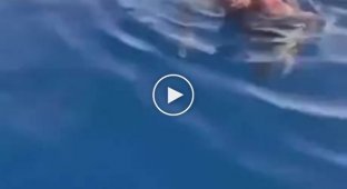 The reaction of a guy who was swam by a shark