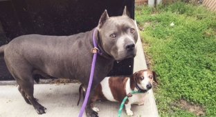 Слепой пес и его друг-поводырь воссоединились (7 фото)