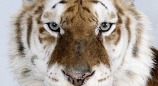 Портрет тигра (18 фотографий)