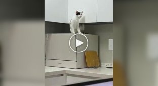 Попытка кошки почесаться