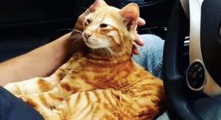 A brave red cat jumped into the lap of a woman driving and went to bed (5 photos)