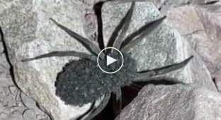 Немножко милоты: самка паука-волка со своими детками