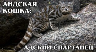 Суровая и загадочная маленькая высокогорная кошка (3 фото)