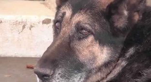 Старенький пес прощался с жизнью, но его ожидала другая судьба (2 фото + 1 видео)