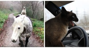 Cat drivers who break attitudes and stereotypes (26 photos)