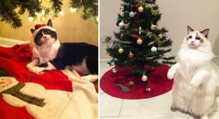 18 нетерпеливых котов, которые уже начали праздновать Новый год (19 фото)