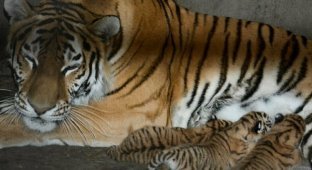 В сафари-парке «Тайган» тигрица Василиса родила четверых малышей (4 фото + 1 видео)