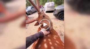 A deer trusts a human and receives some welcome help