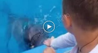 В Одесском дельфинарие Немо, дельфин зацепил ребенка за руку