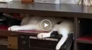 Активный спорт во время сна у кота