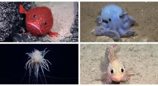 Sea toad, spaghetti monster and ghost octopus: scientists have found new inhabitants of the deep (14 photos + 1 video)