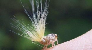 Німфа, лялечка, імаго: Що означають ці стадії у комах? (6 фото)