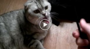 Реакция кота на расческу