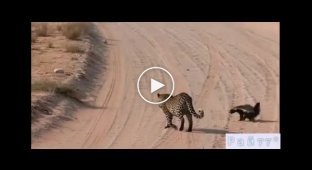 Lame honey badger fights off leopard in front of tourist in South Africa