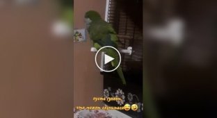 Папуга погуляв із курами