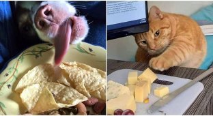20 hilarious pets that were caught red-handed (21 photos)