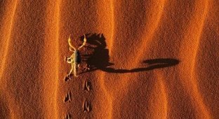 Жизнь в пустыне (50 фотографий)