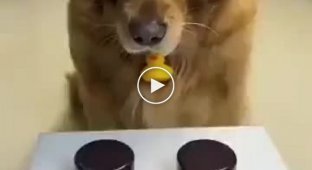 Проиграл и передумал