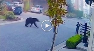 Ведмідь побіг за дитиною, але спас перехожий: драматичні кадри
