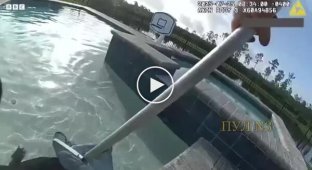 Полицейский поймал аллигатора голыми руками